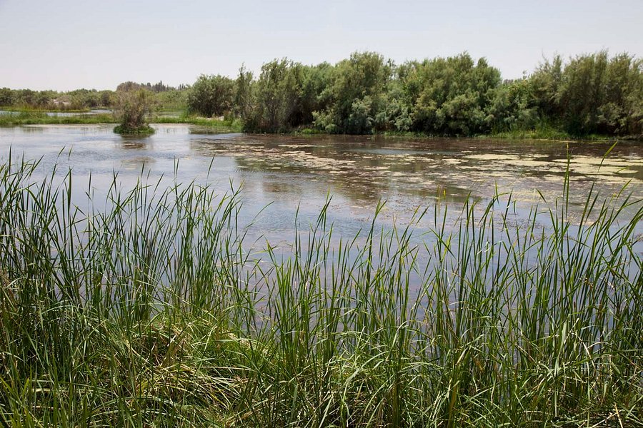 Azraq Wetland Reserve image