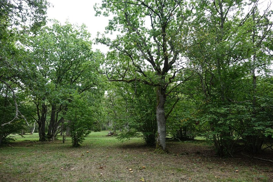 Laelatu Wooded Meadow image