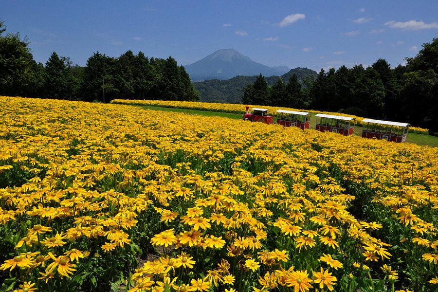 Tottori Hanakairo-Flower Park image