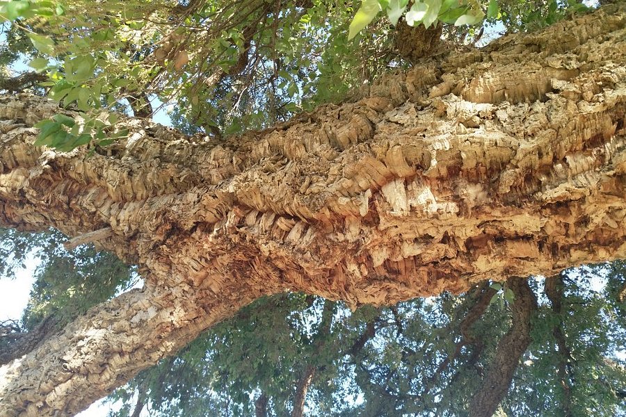 Historic Cork Tree image