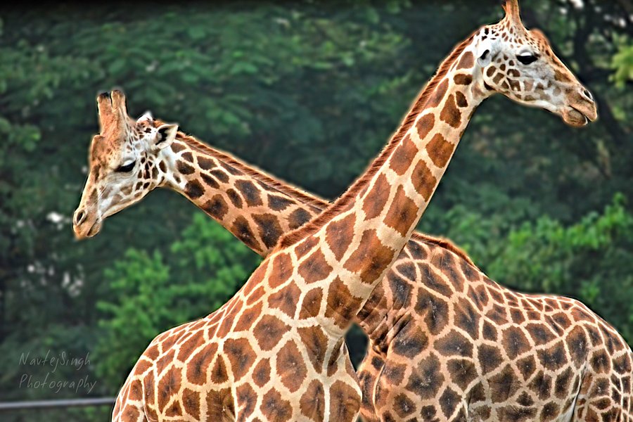 Sri Chamarajendra Zoological Gardens image