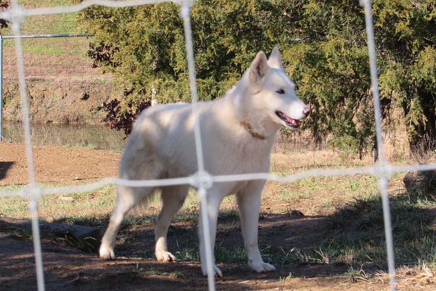 Wolf Paws Positive Awareness Wolfdog Sanctuary image