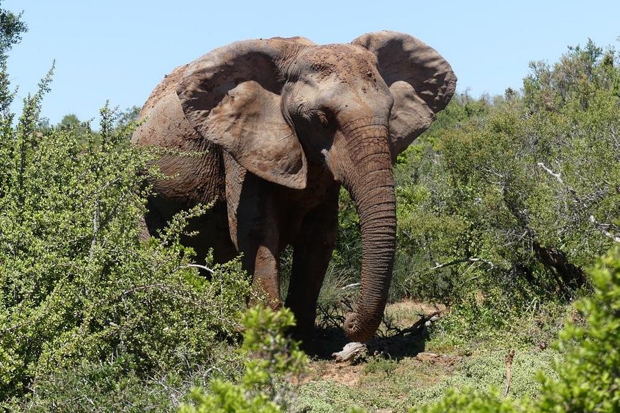 Parque Nacional dos Elefantes Addo image