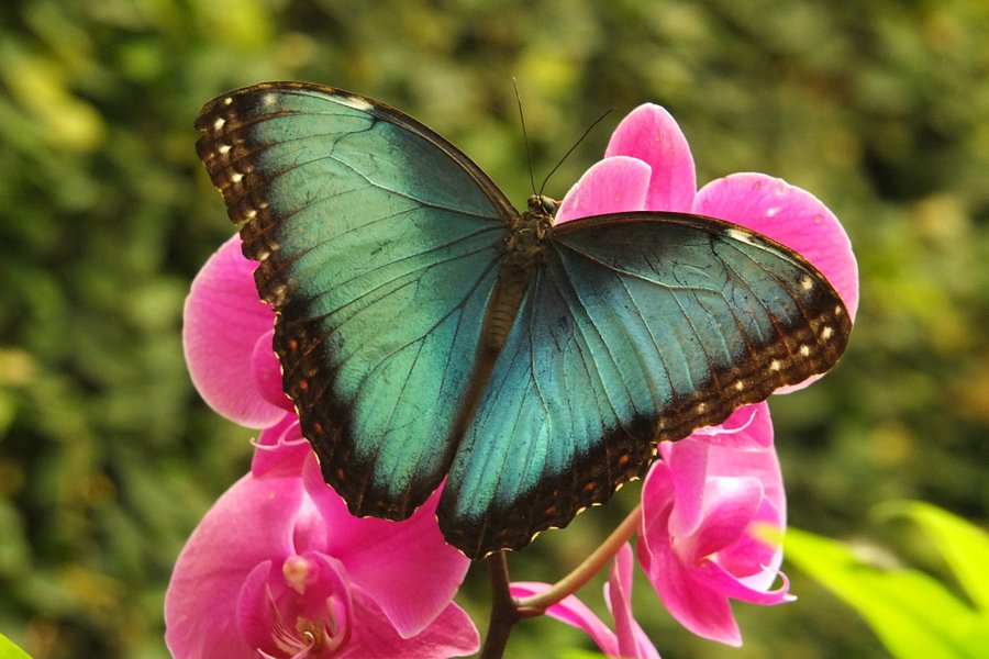 Butterfly Park of Benalmadena image