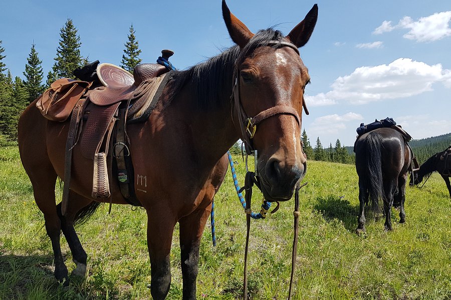 Moose Mountain Horseback Adventures image