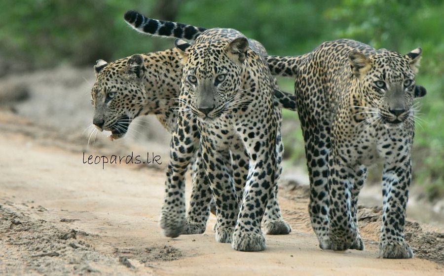 Yala Wild Safaris image