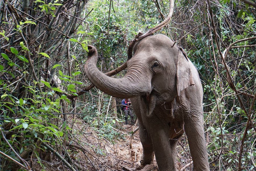 MandaLao Elephant Conservation image