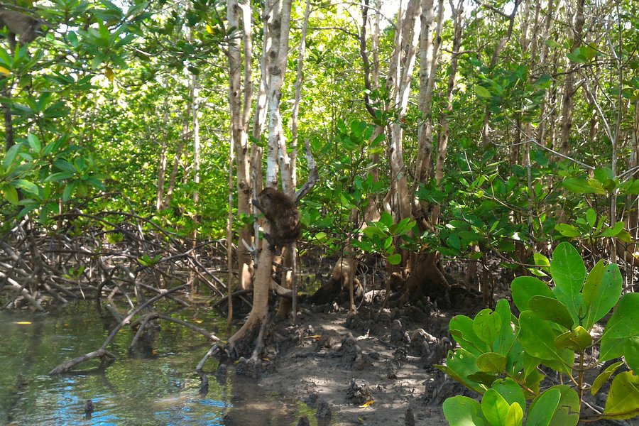 Thung Yee Pheng Mangrove Forest image