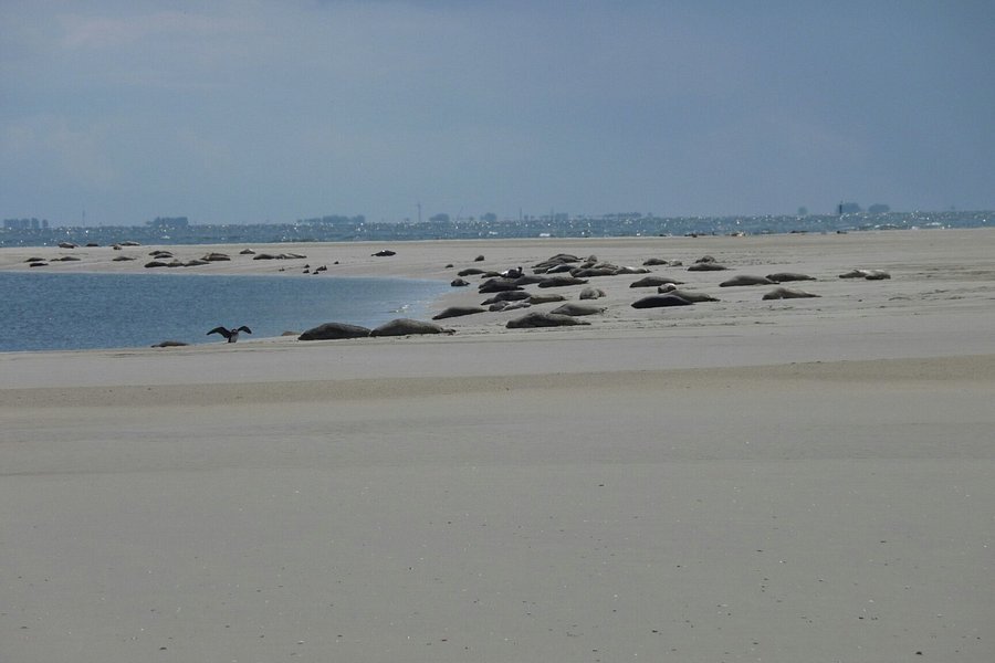 Seehundbank auf Borkum image