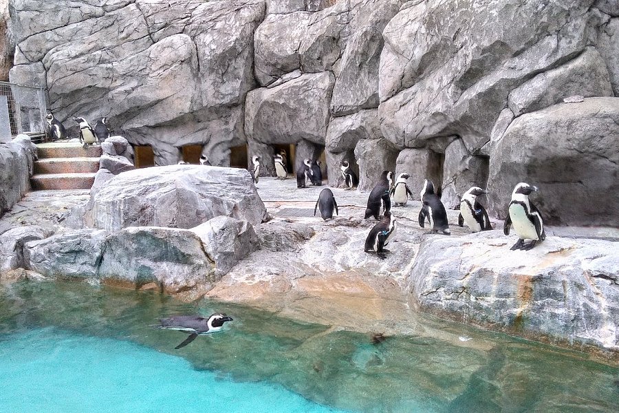 Nagasaki Penguin Aquarium image