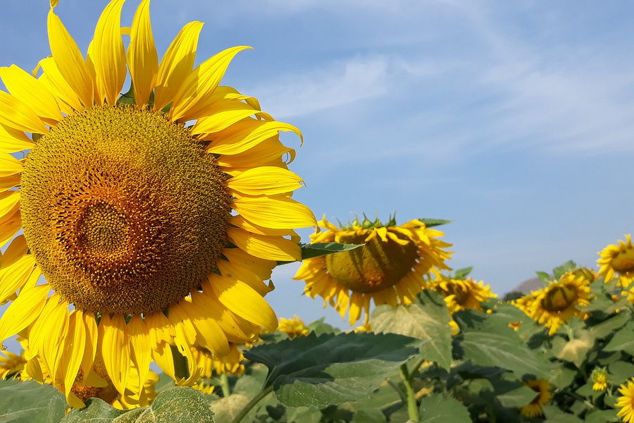 Manee Sorn Sunflower Field image