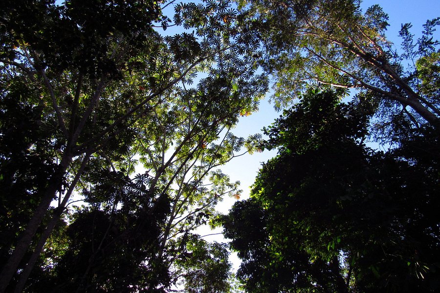 Parque Nacional do Jamanxim image
