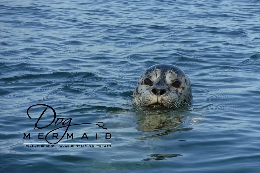 Dog Mermaid Eco Excursions, Kayak Rentals & Retreats image