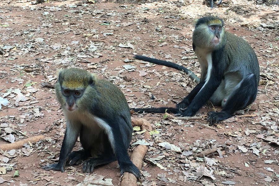 Boabeng Fiema Monkey Sanctuary image