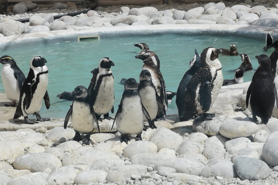 African Penguin & Seabird Sanctuary image