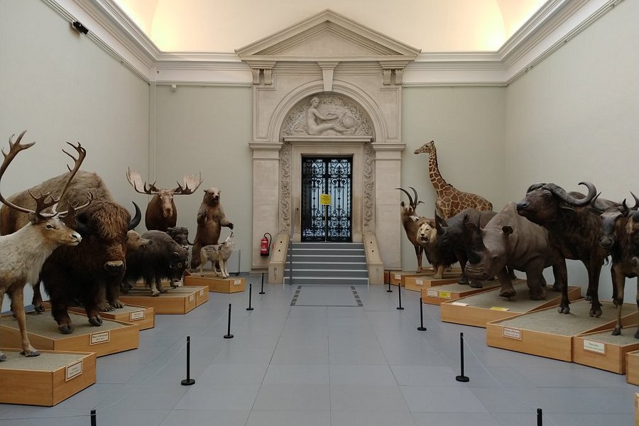 Museum of Zoology - Lausanne image