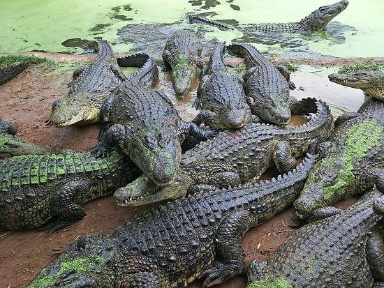Kwena Crocodile Farm image