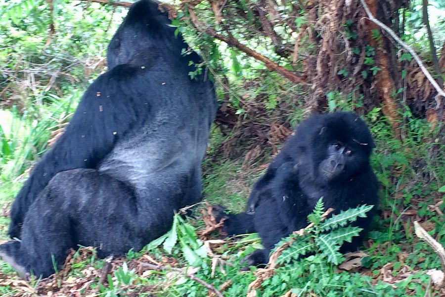 Mgahinga Gorilla National Park image