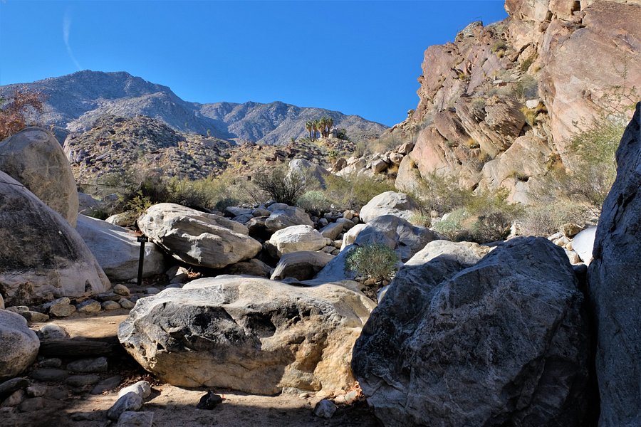 Agua Caliente Indian Canyons image