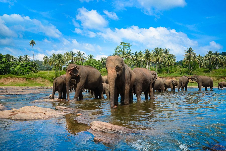 Pinnawala Elephant Orphanage image