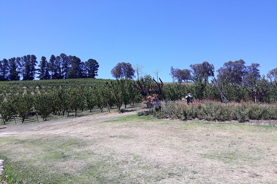 Cherrydale Orchard image