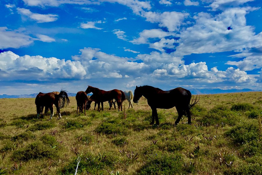 Bill Cody Ranch -Horseback Riding image