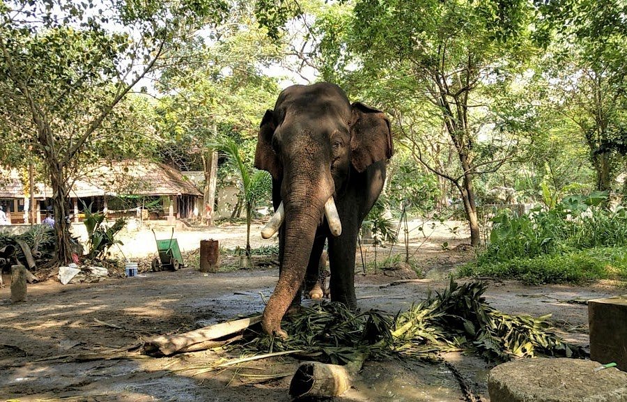 Elephant Camp Sanctuary image
