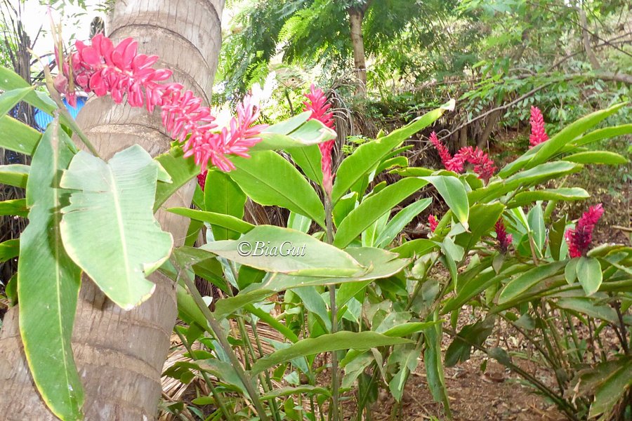 Jardin Tropical image