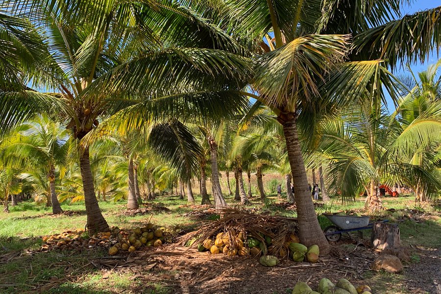 Punakea Palms image