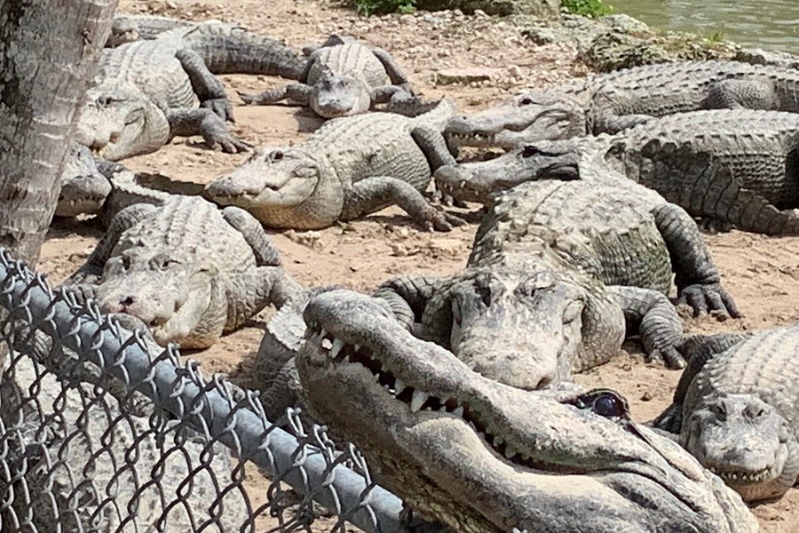 Everglades Alligator Farm image
