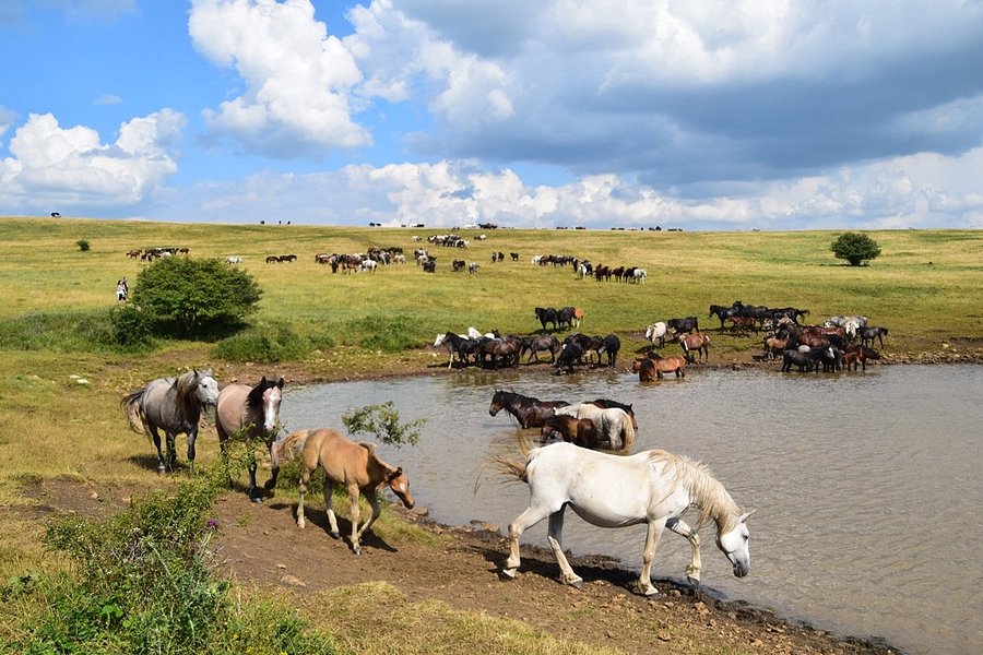 Livno Wild Horses Adventure Tours image
