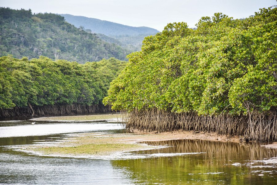 Gesashi Bay's Mangrove Forest image
