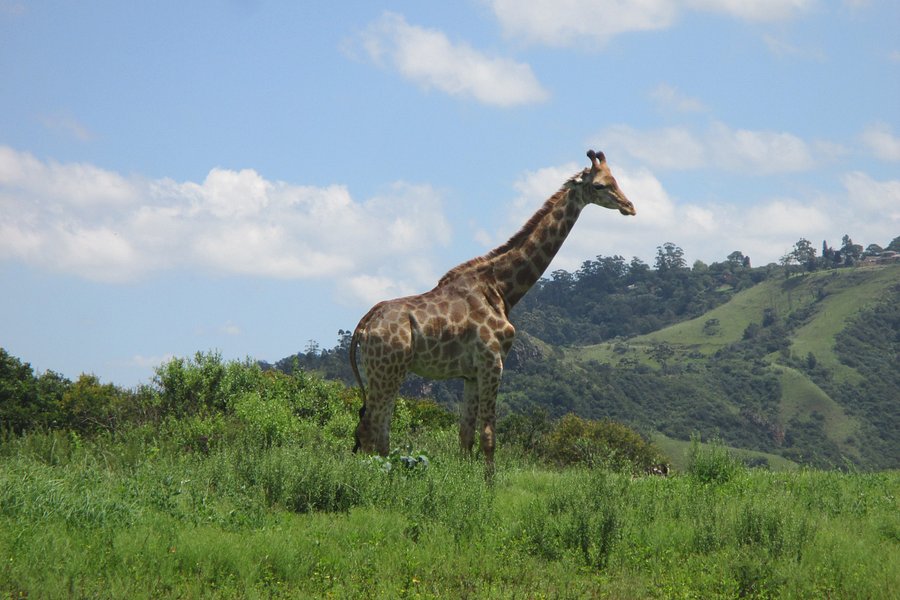 Phezulu Safari Park image