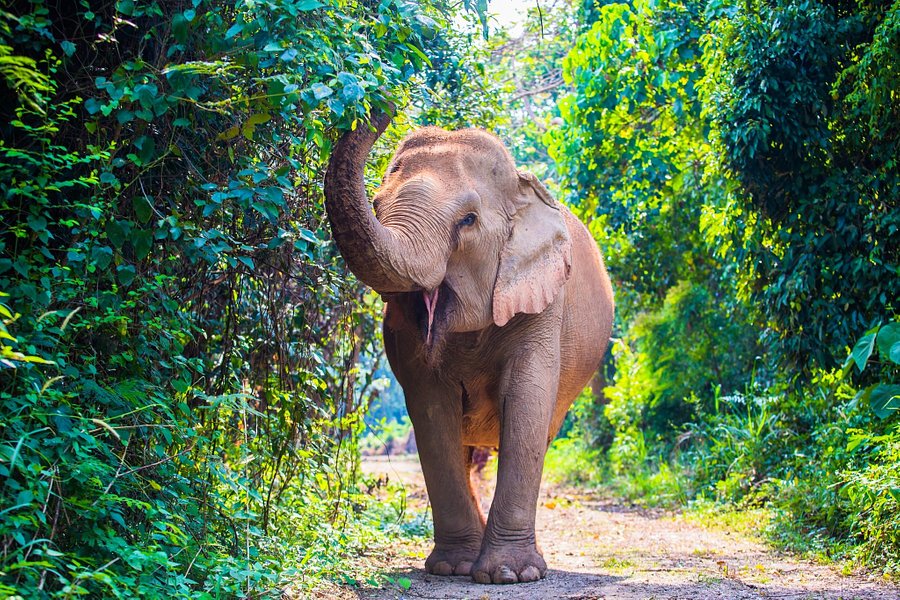 Pattaya Elephant Sanctuary image
