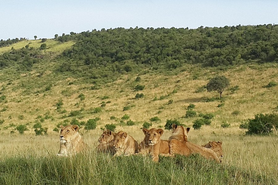 Benjamin Safaris image