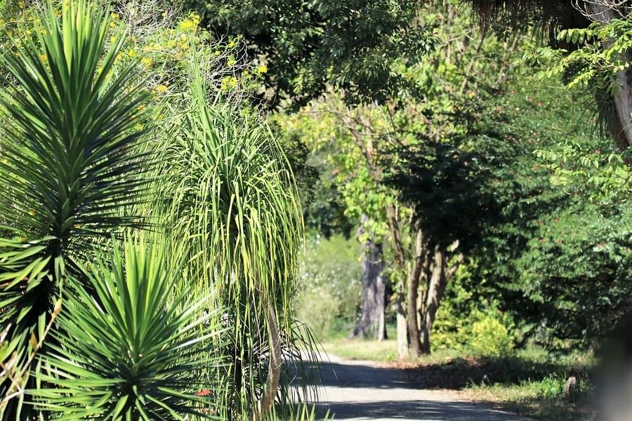 Jardín Botanico de Cienfuegos image