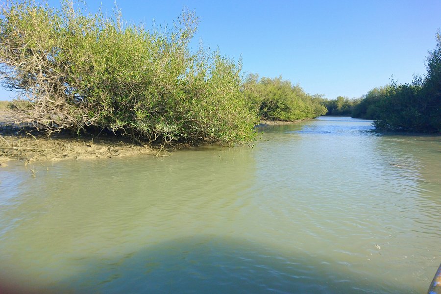 Mangrove Forest in Chabahar image