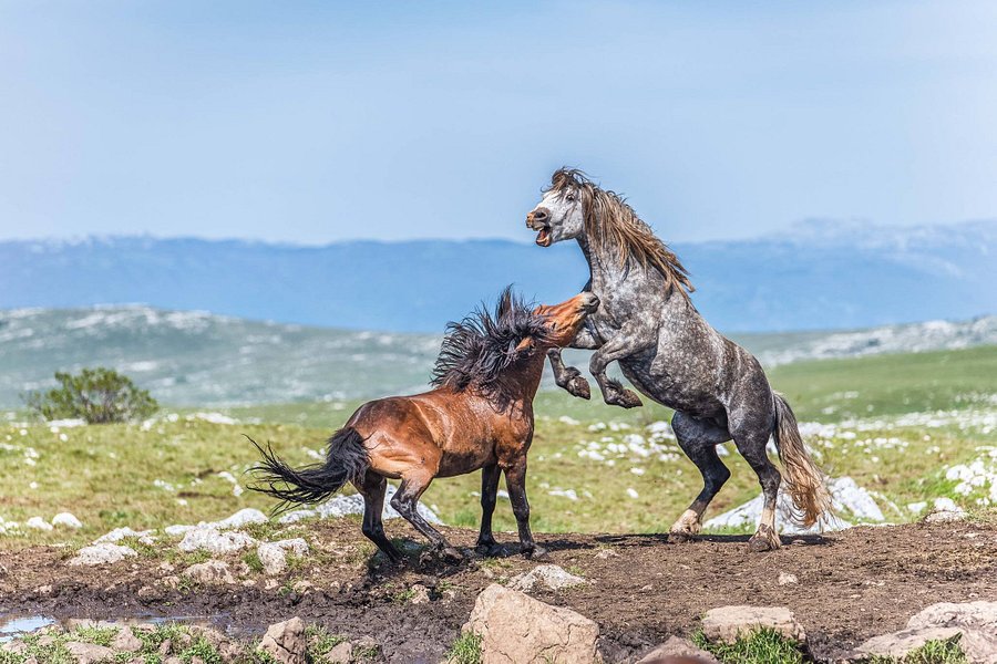 WILD HORSES PHOTO SAFARI Livno image