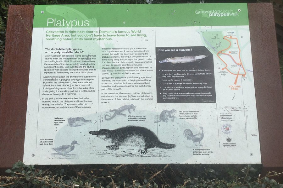 Platypus Walk image