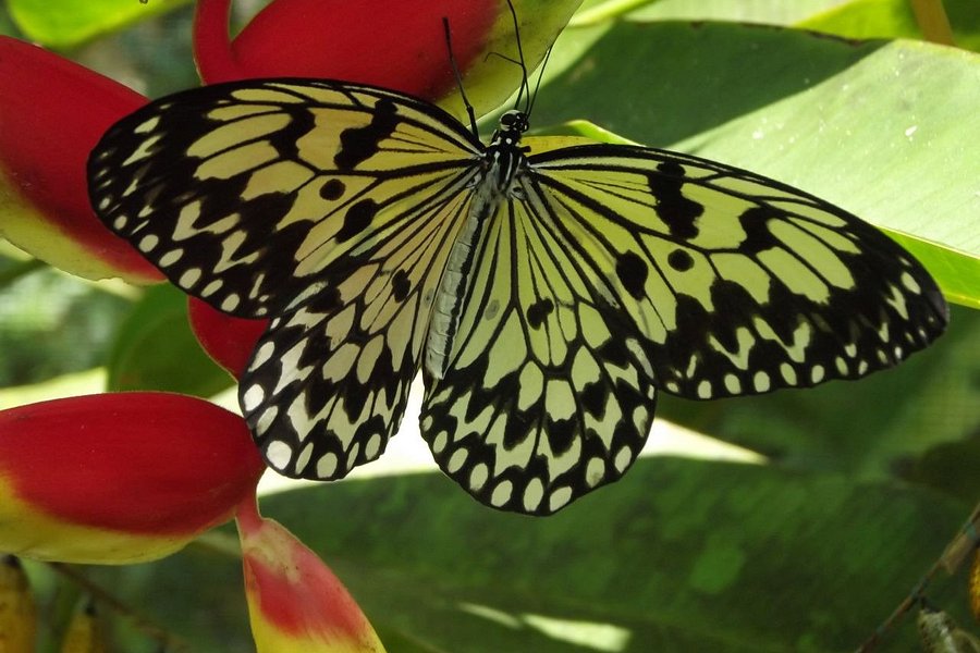 Siquijor Butterfly Sanctuary image