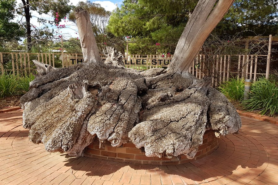 Big Mallee Root Stump image