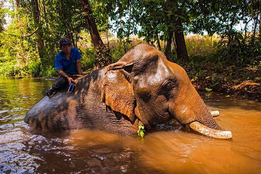 Airavata Elephant Foundation image