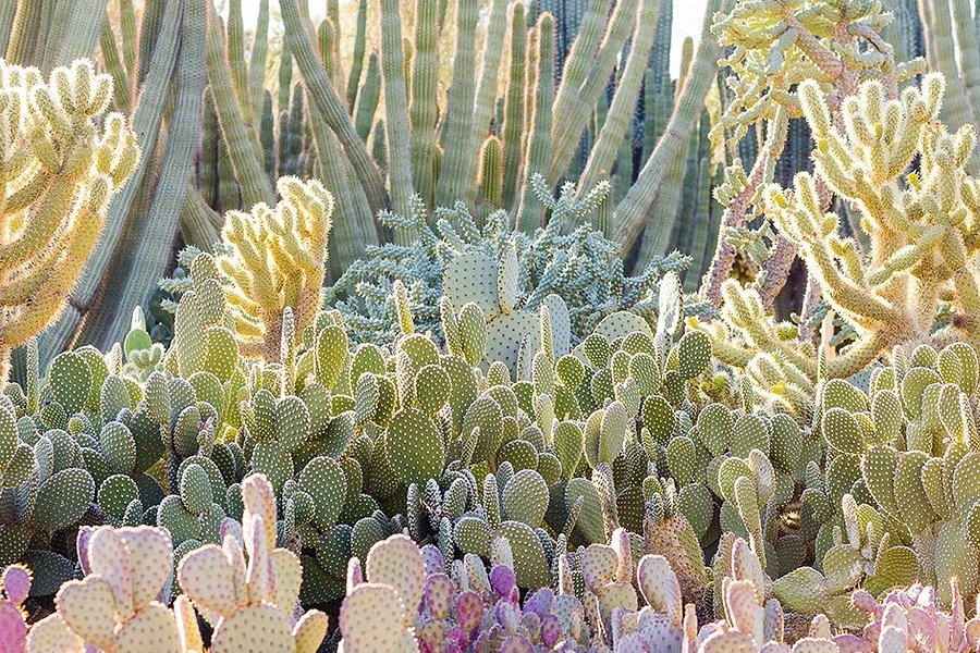 Desert Botanical Garden image
