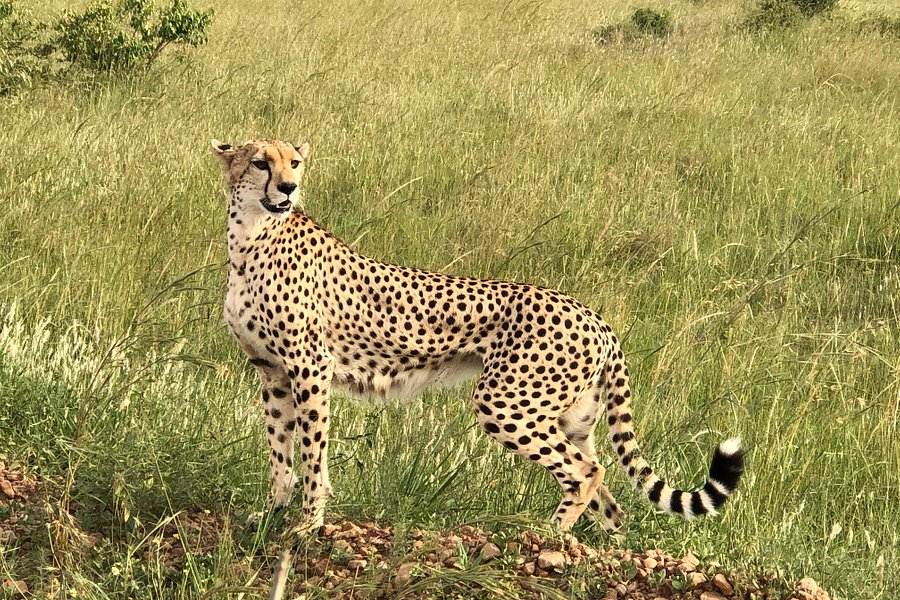 Maasai Mara National Reserve image