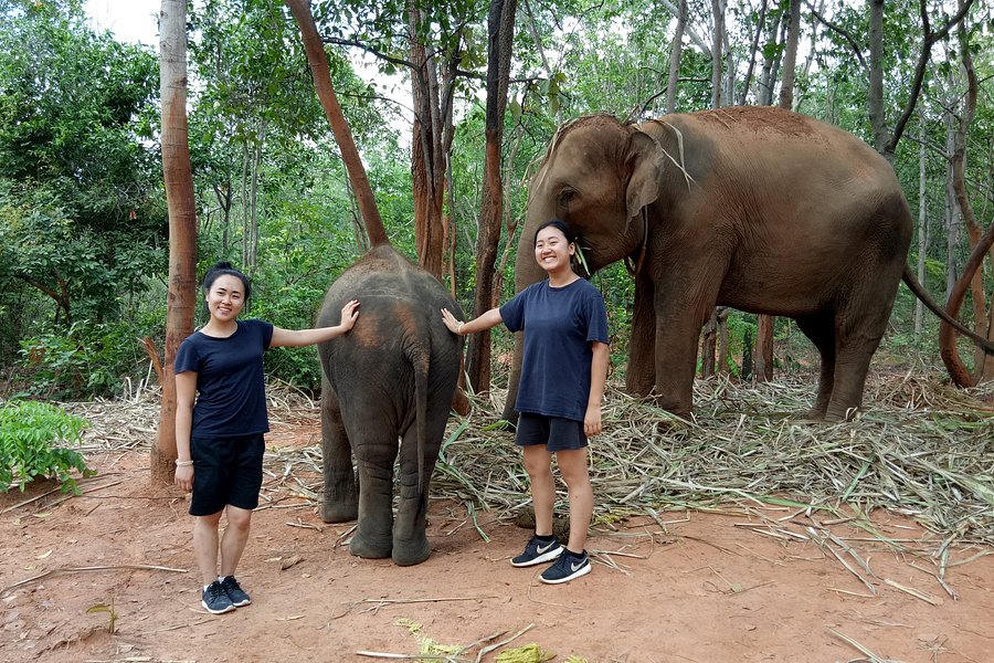 Save Elephant Foundation - Surin Project image