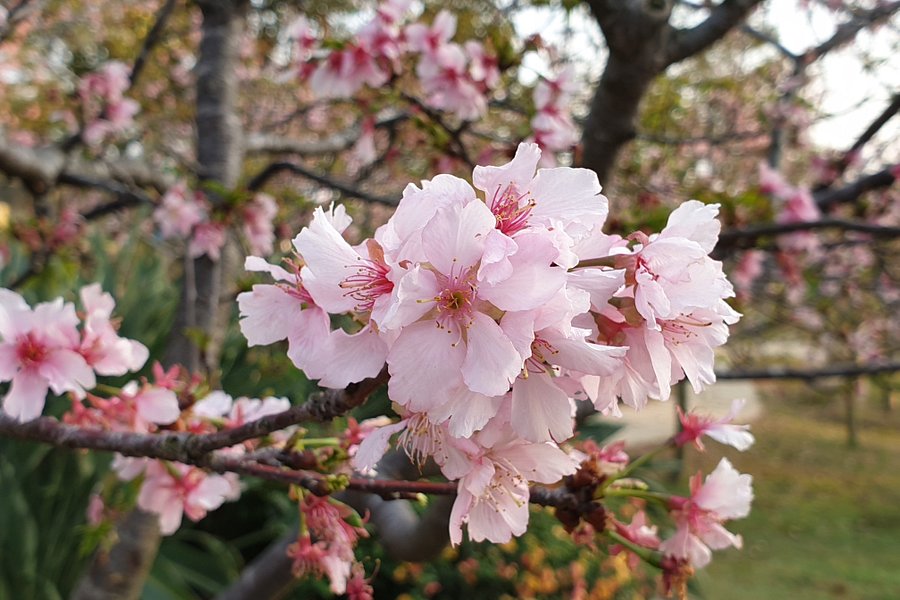 Li Wei Branch Cherry Blossom Park image