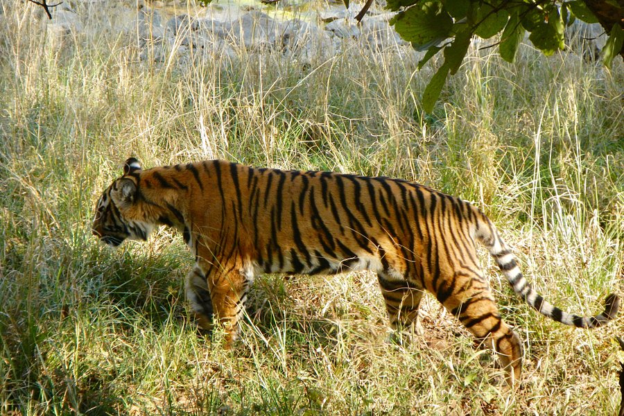 Ranthambhore Tiger Reserve image