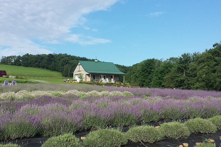 Deep Creek Lavender Farm image