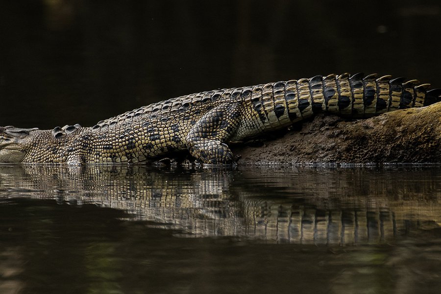 Solar Whisper Wildlife and Crocodile Cruises on the Daintree river image