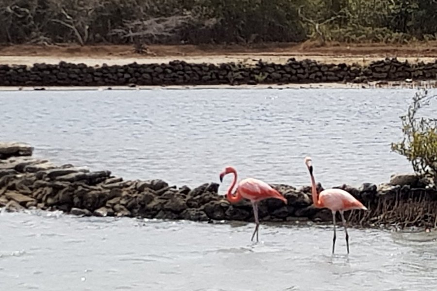 Flamingo Sanctuary Sint Willibrordus image